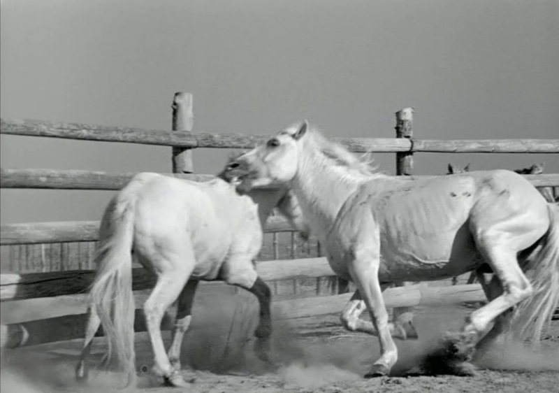 «Белая грива: Дикая лошадь» - «Crin blanc: Le cheval sauvage»  (реж. Альбер Ламорис, 1953) - фильм (фото, кадр)