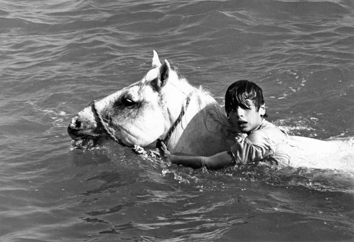 «Белая грива: Дикая лошадь» - «Crin blanc: Le cheval sauvage»  (реж. Альбер Ламорис, 1953) - фильм (фото, кадр)